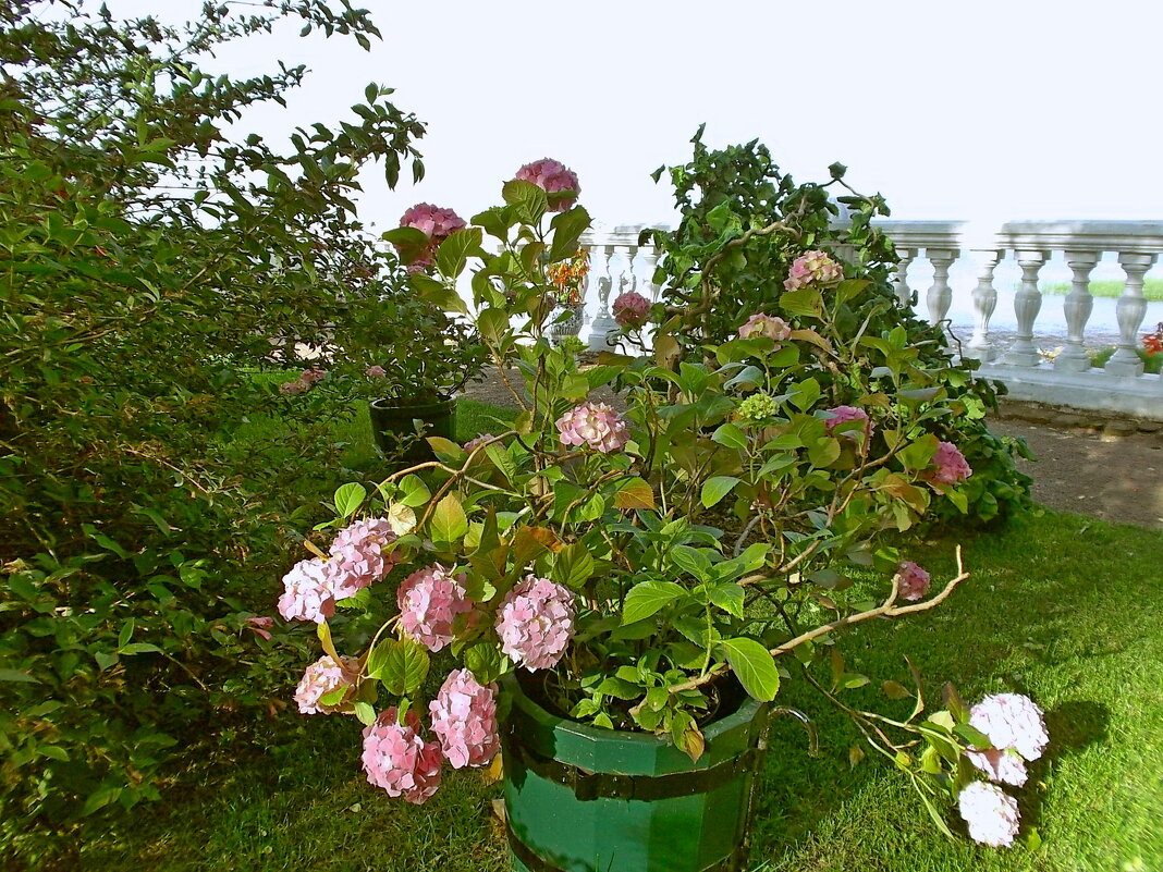 *** - VasiLina * *** - VasiLina *