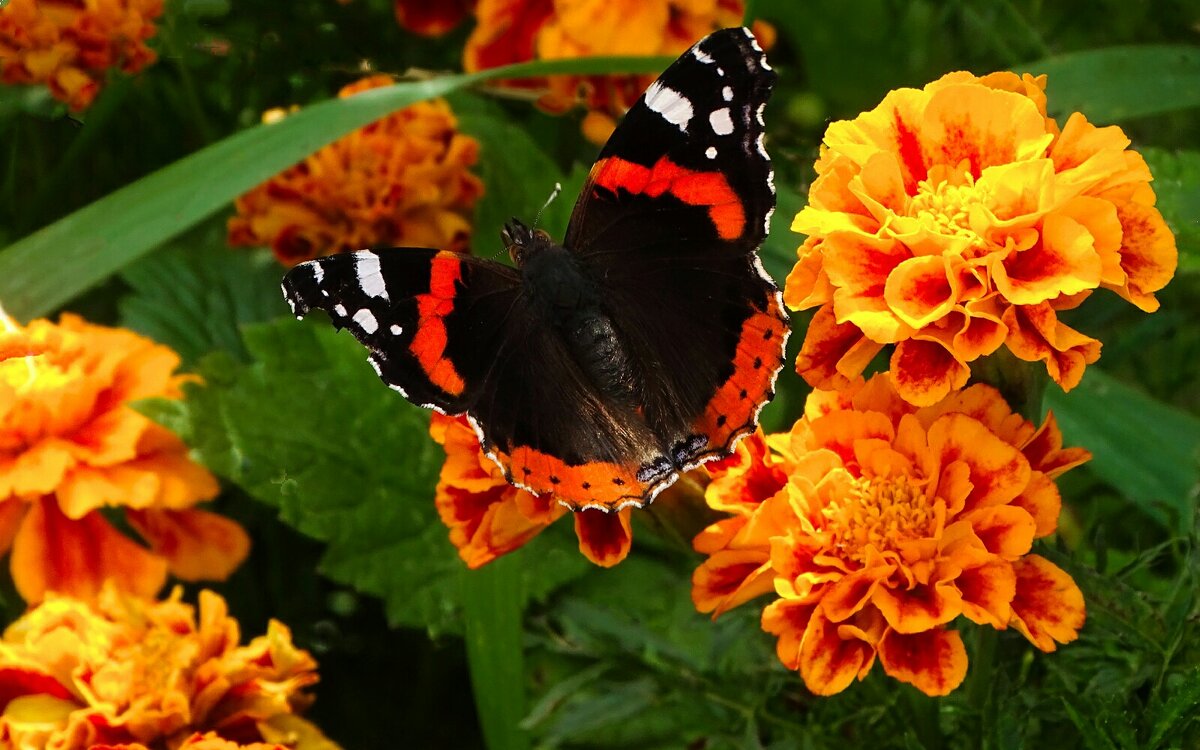 Ещё летают бабочки. - Милешкин Владимир Алексеевич Ещё летают бабочки. - Милешкин Владимир Алексеевич