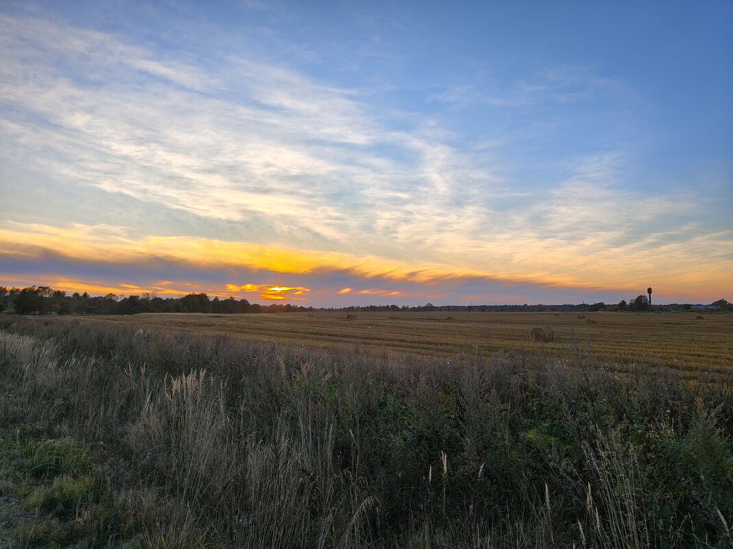 Поле у д.Выскодь - Артем 