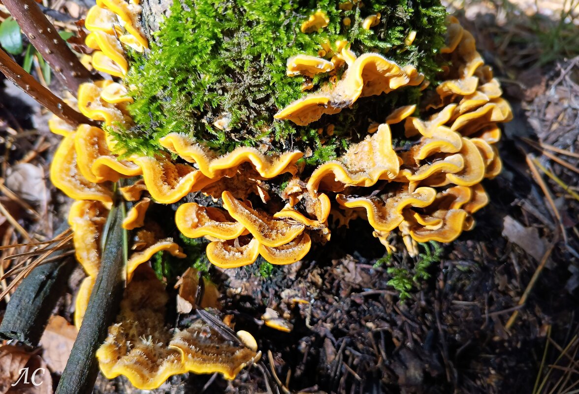 Стереум жестко - волосистый - Любовь Сахарова Стереум жестко - волосистый - Любовь Сахарова