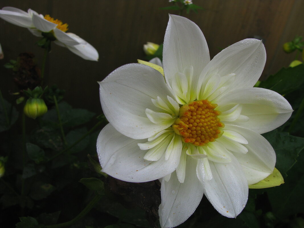 Нежная красавица - Людмила Смородинская Нежная красавица - Людмила Смородинская