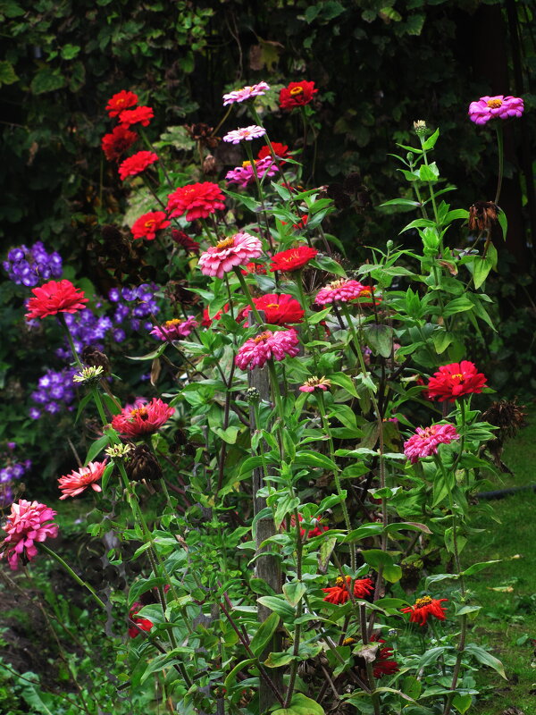 В саду - Людмила Смородинская