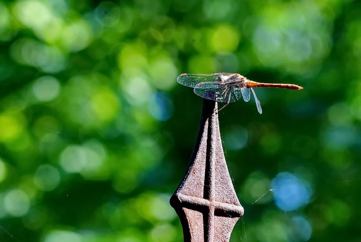 *** - Николай Саржанов