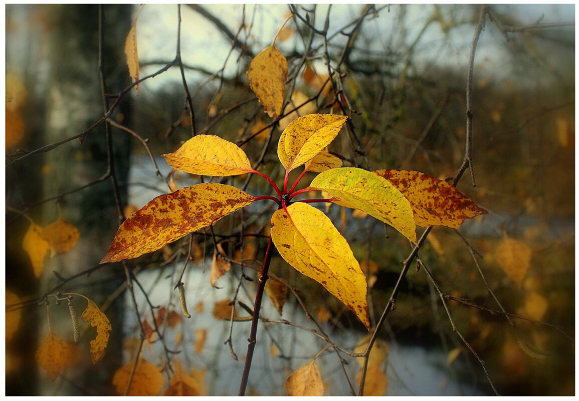 Визитка осени... - Aleksandr Gal Визитка осени... - Aleksandr Gal