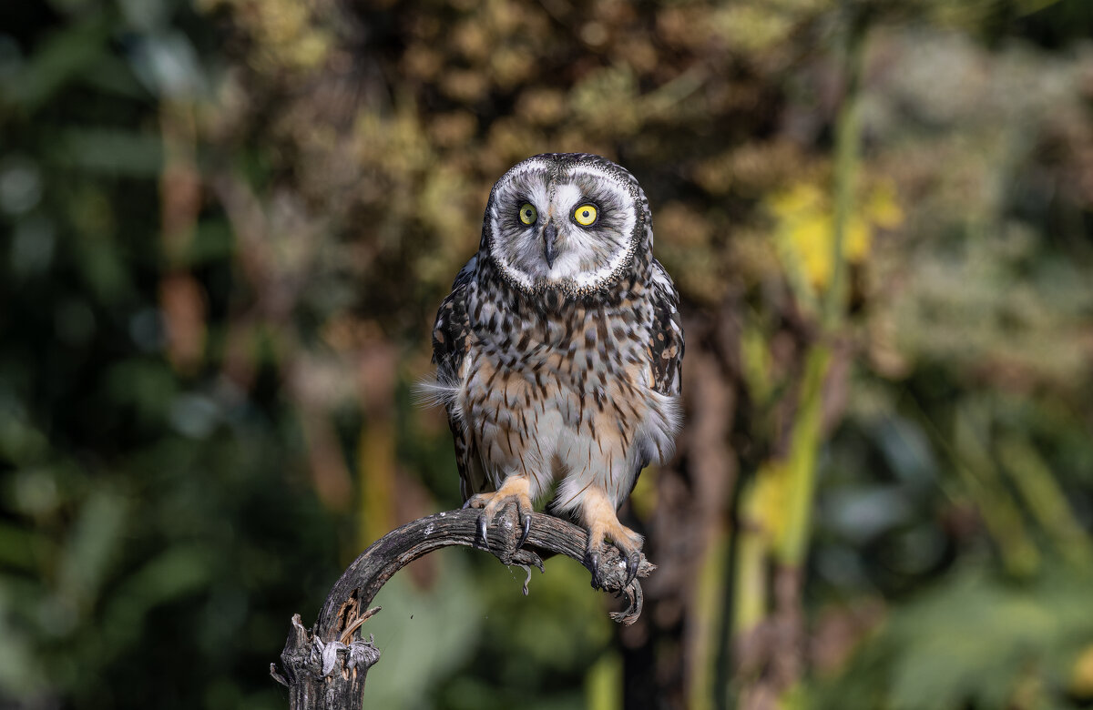 сова болотная. - юрий макаров