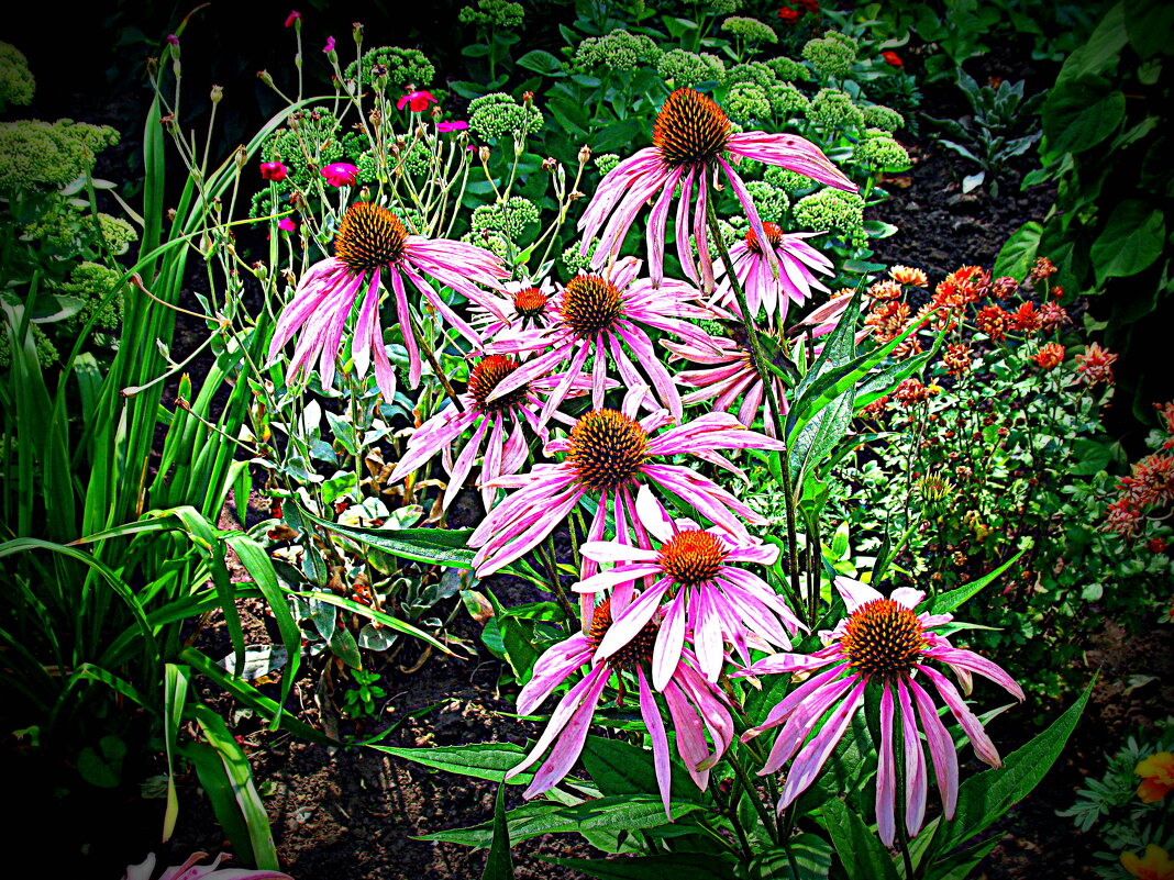 Цветы. - Владимир Драгунский Цветы. - Владимир Драгунский