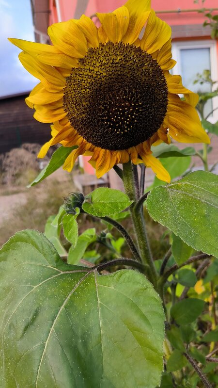 Запоздалый! - Ольга Запоздалый! - Ольга