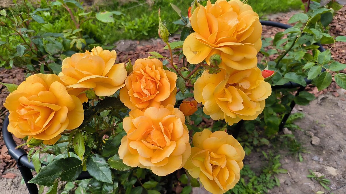 Розы сентября. - Ольга 