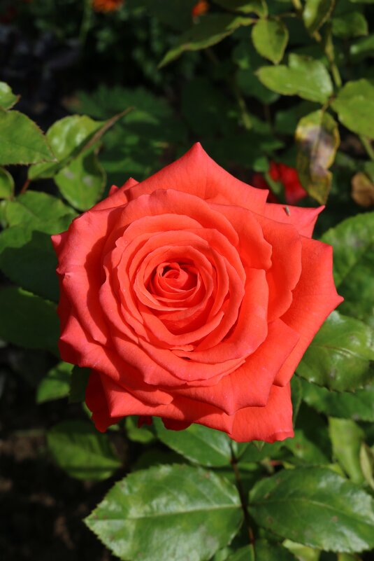 Городские цветы - Ольга Городские цветы - Ольга