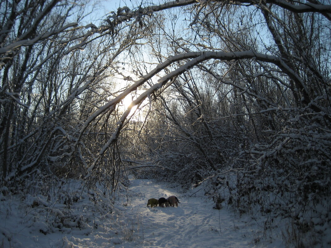 По следам зайцев - Anna Ivanova