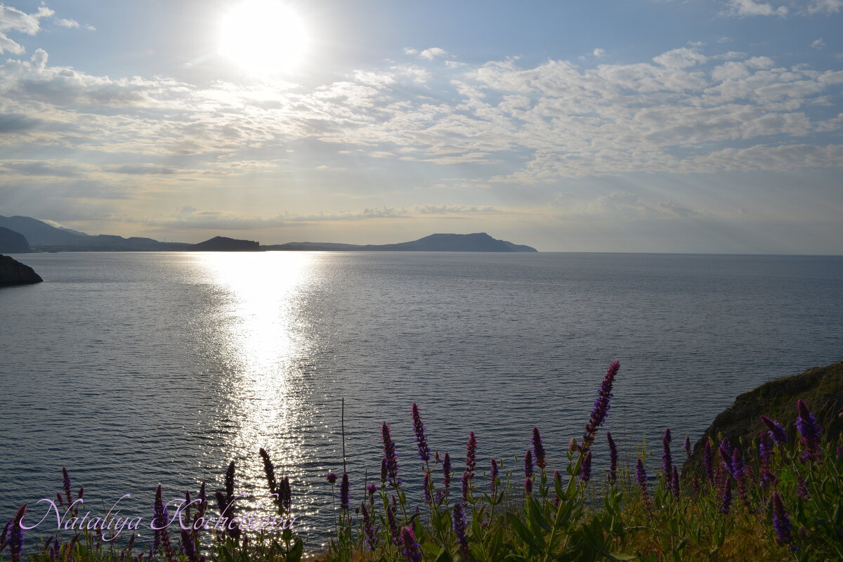 Природа Крыма - Amazing Cosmea
