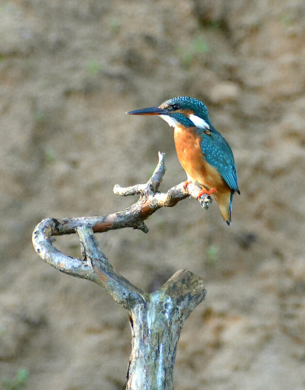 Зимородок - Владислав Иопек