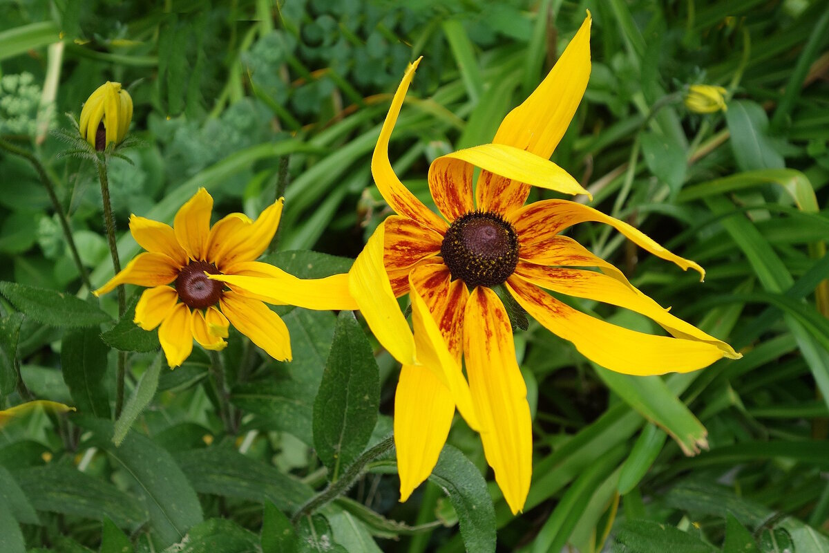 Рудбекия - Рита Симонова