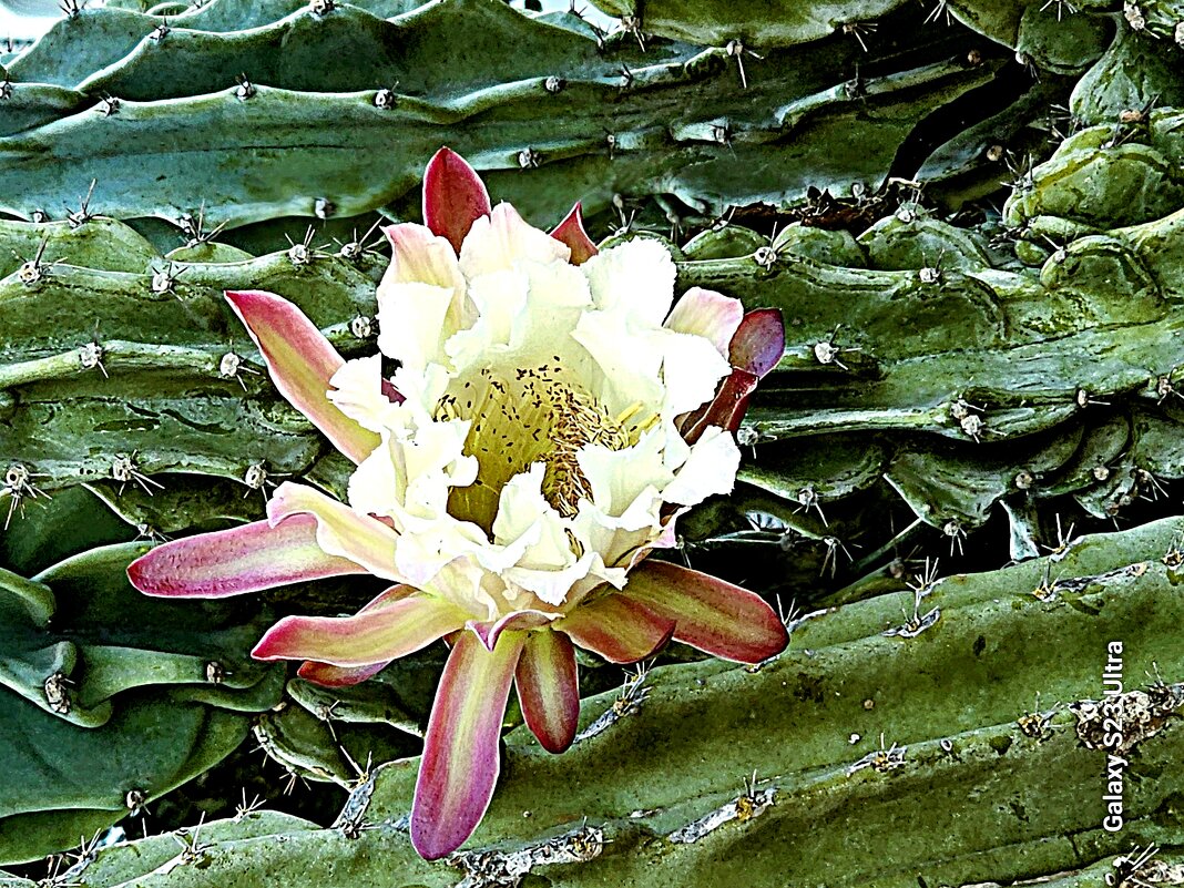 Цветок - Аркадий Басович