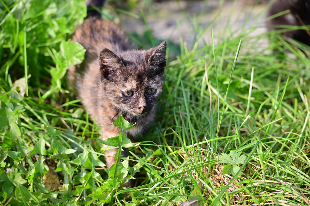 *** - Владислав Левашов