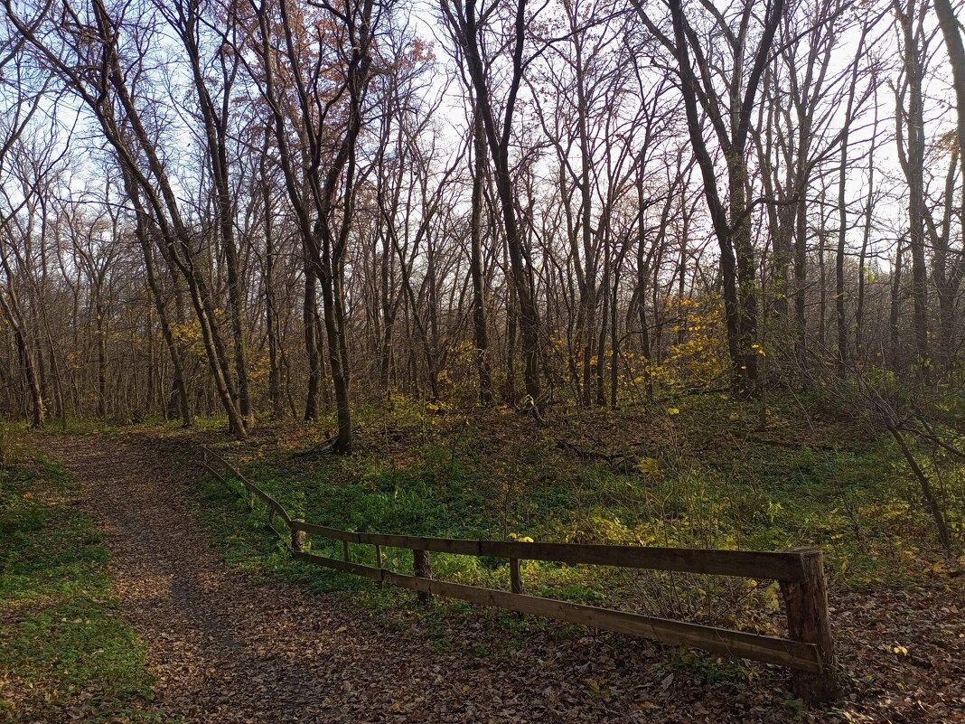 Лес осенний - Дмитрий Курский 