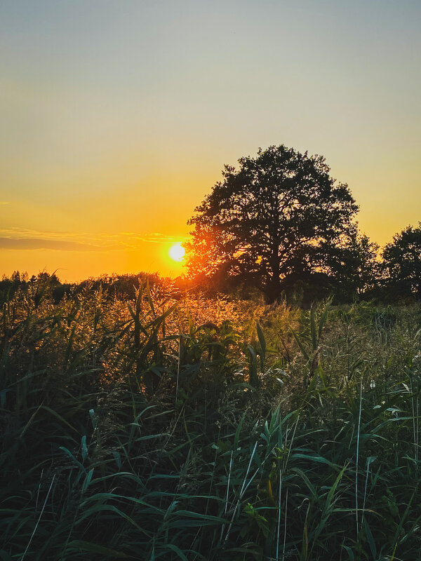 *** - Игорь Чичиль