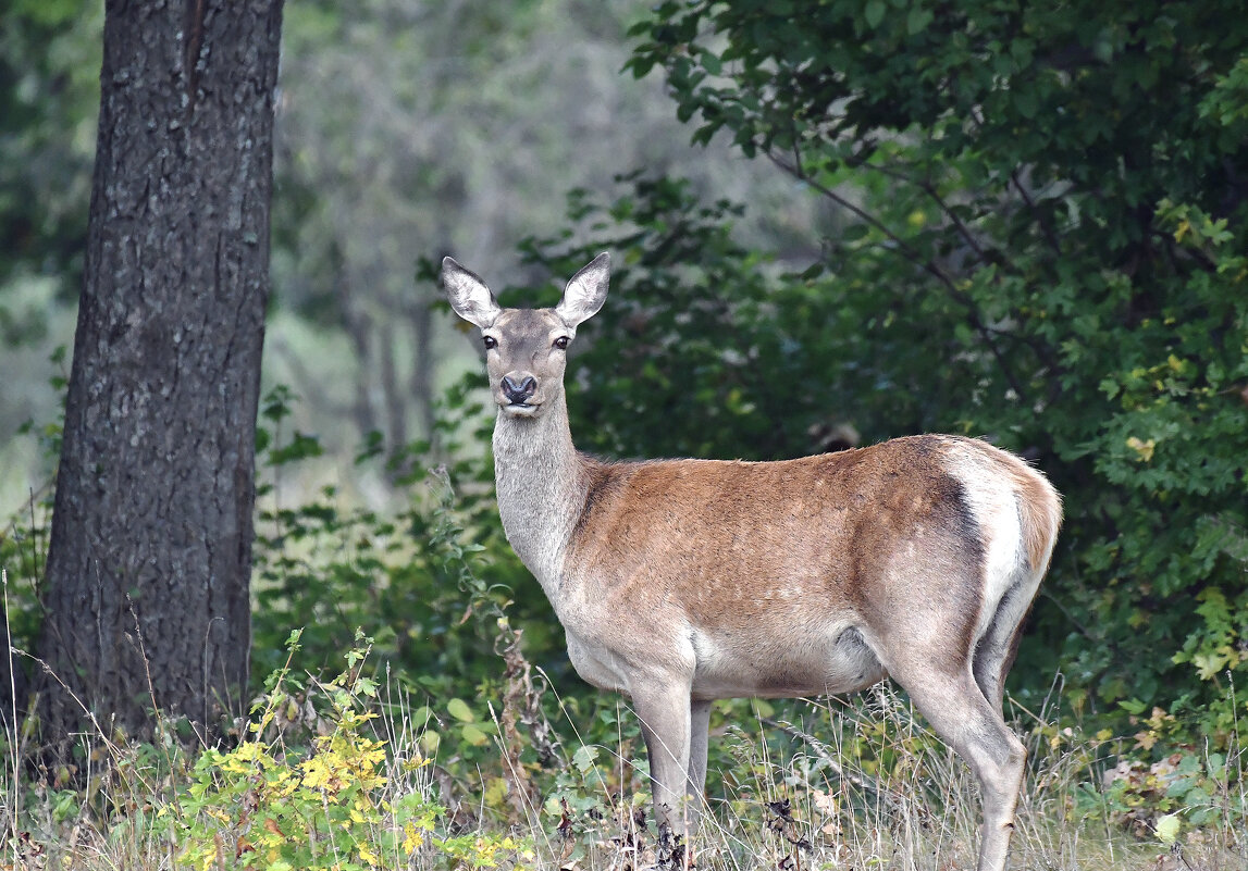 Красавица олениха. - Евгений Кузнецов