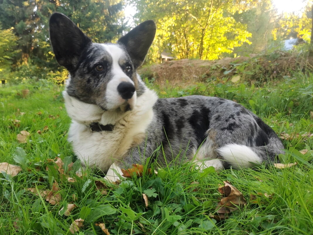 Чак на даче. - Ольга Довженко
