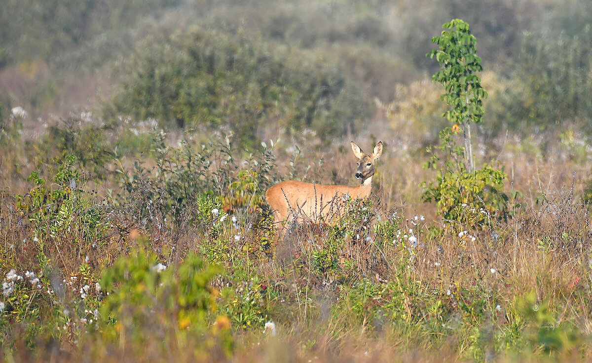 Последние краски лета. - Евгений Кузнецов