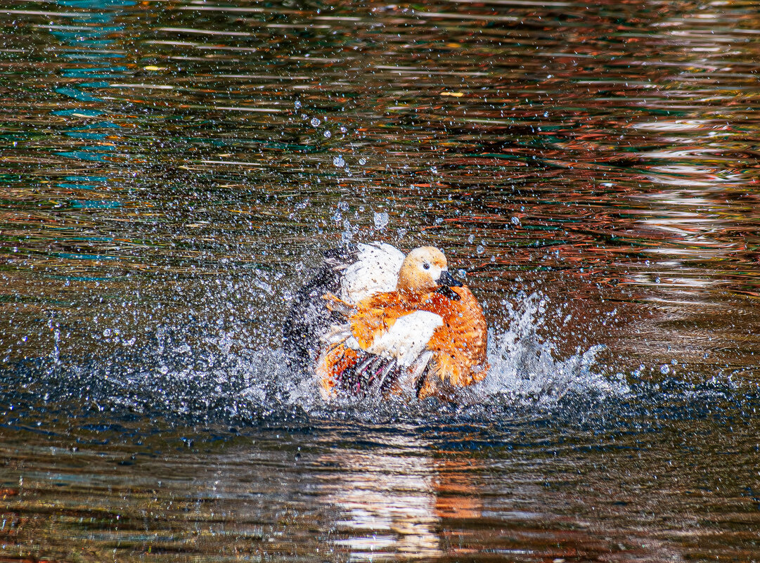 Мандаринка - Михаил Измайлов