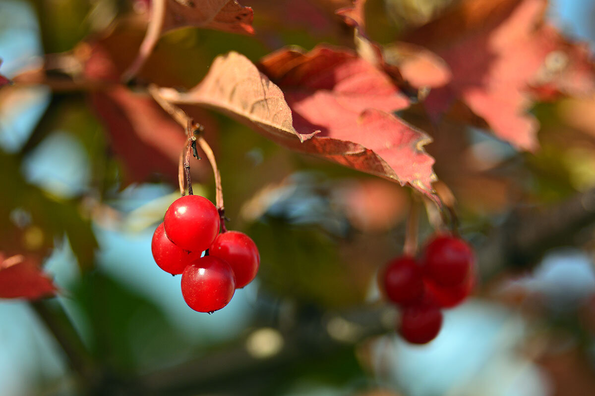 Калина - Геннадий Супрун