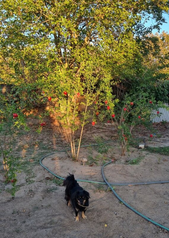 Закатные лучи - Наталья 