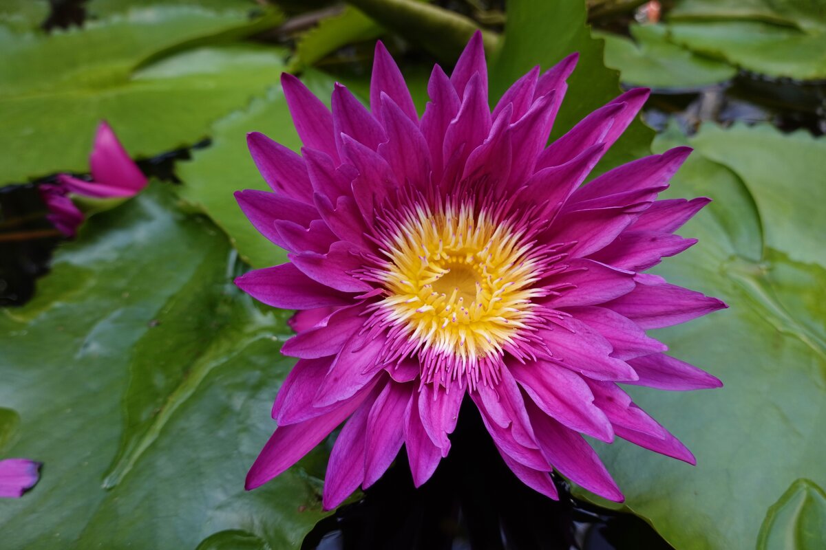 "Цветы-это звёзды на земле..".  Нимфея ... - Галина 