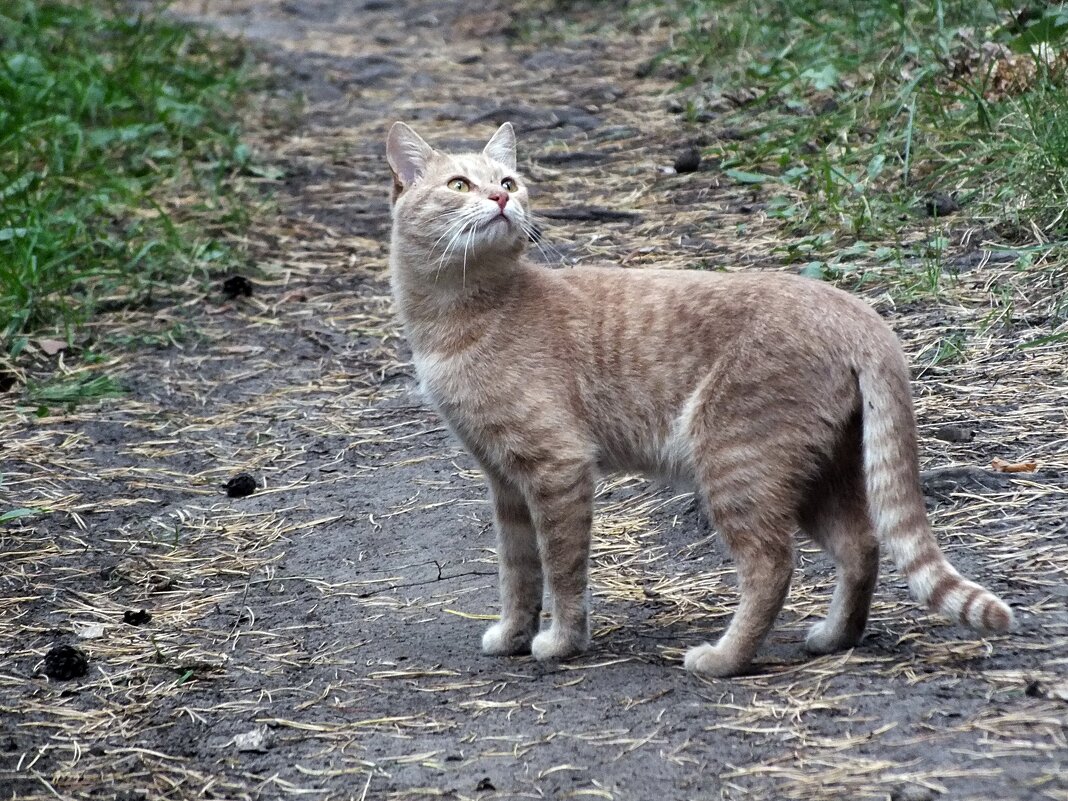 *** - Зоя Мишина