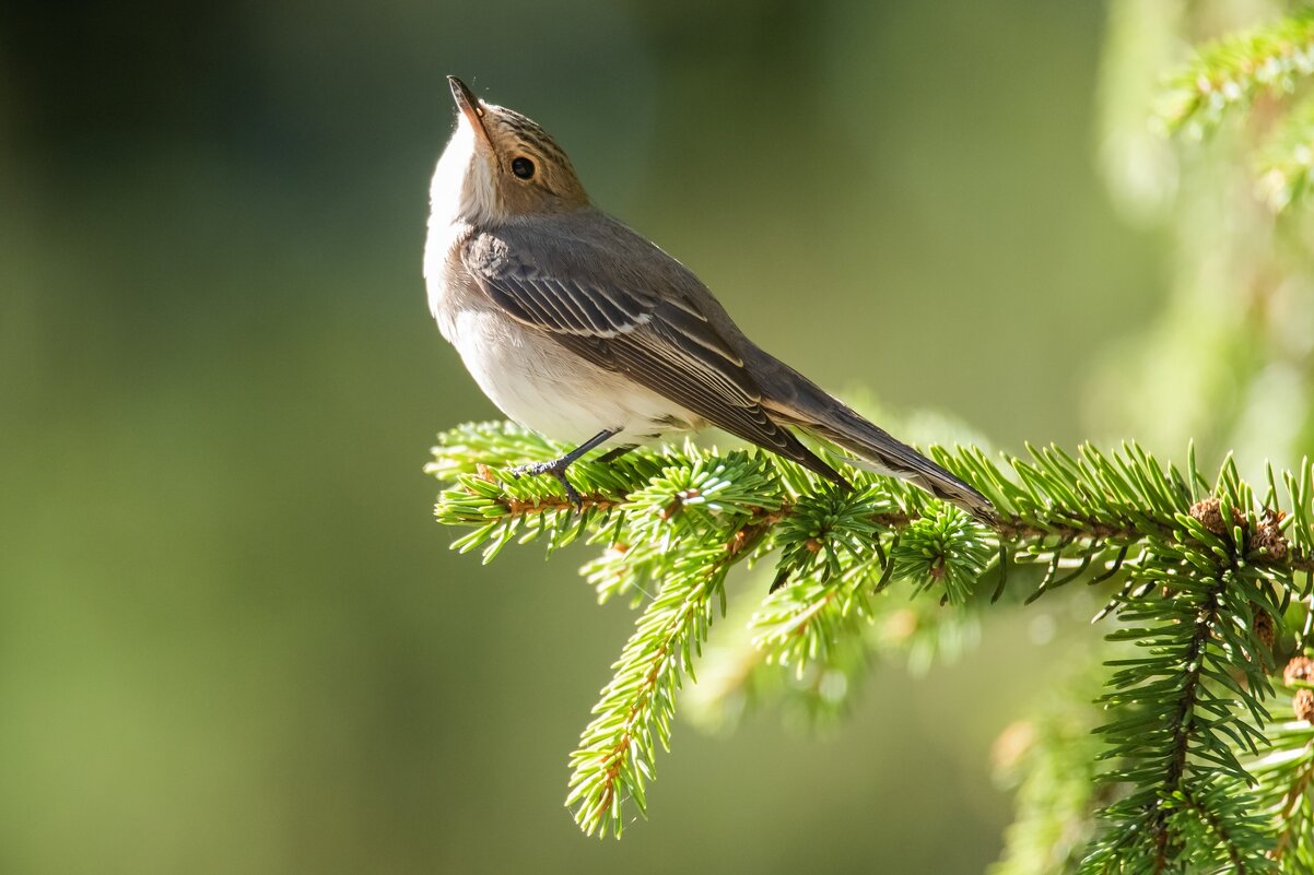 Мухоловка серая. - Виктор Евстратов