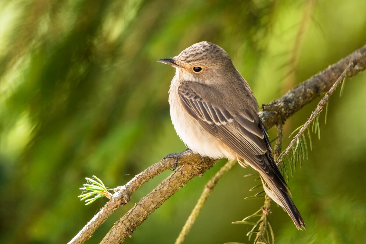 Мухоловка серая. - Виктор Евстратов