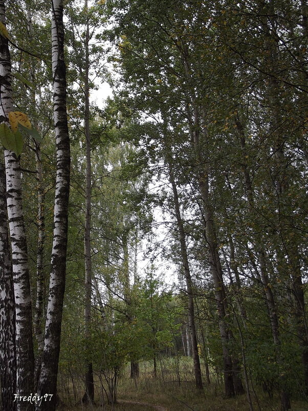 В лесу... - Freddy 97
