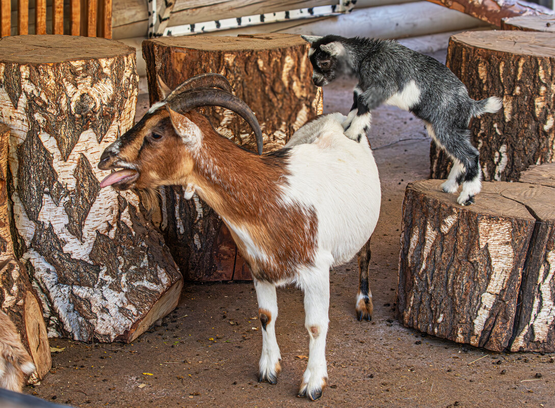 Камерунские козы - Михаил Измайлов
