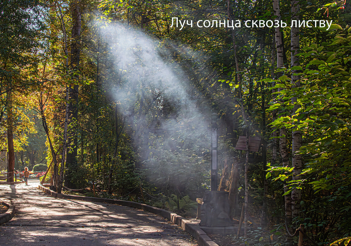 Луч солнца сквозь листву - Михаил Измайлов