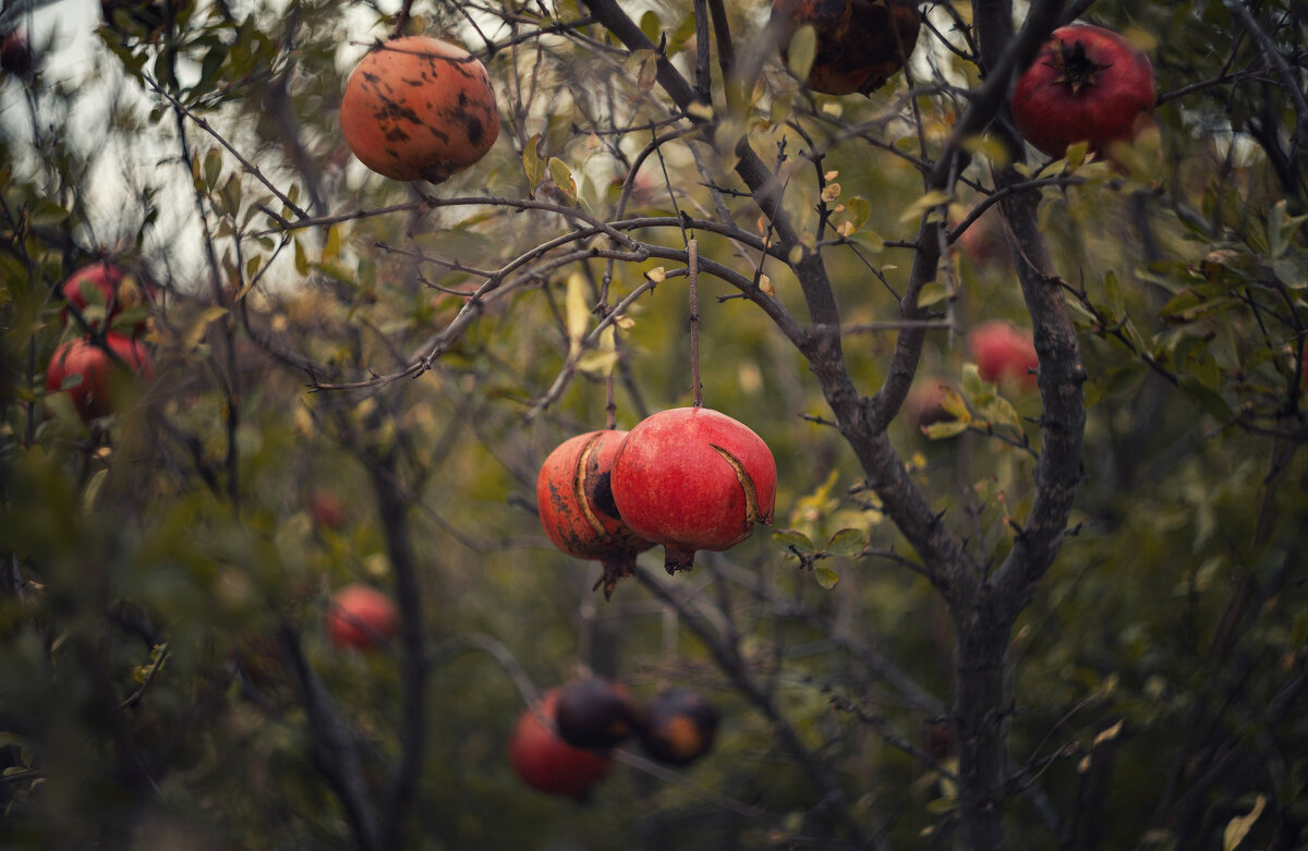 Осенние дары. - Анатолий Щербак