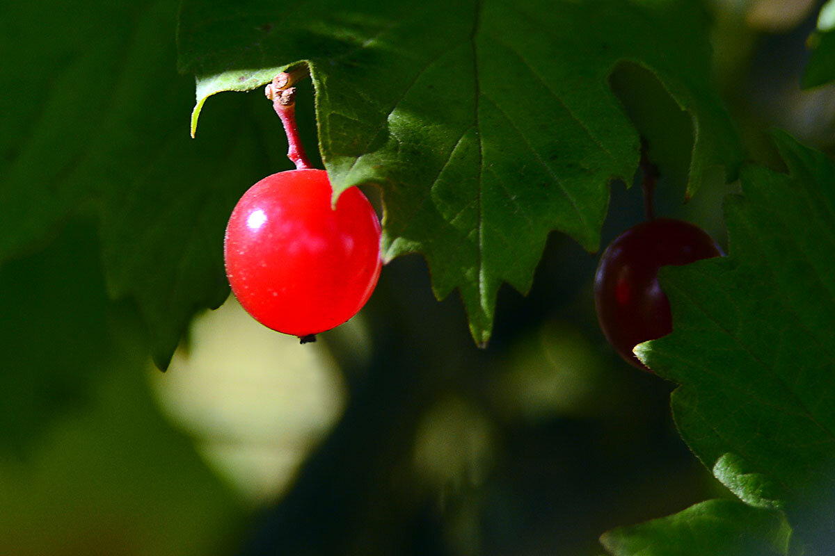 Ягодка - Геннадий Супрун
