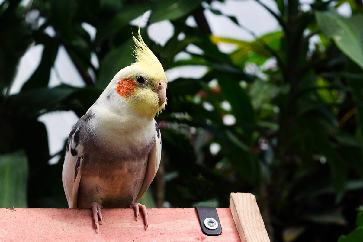 На крыше дома своего - Регина 