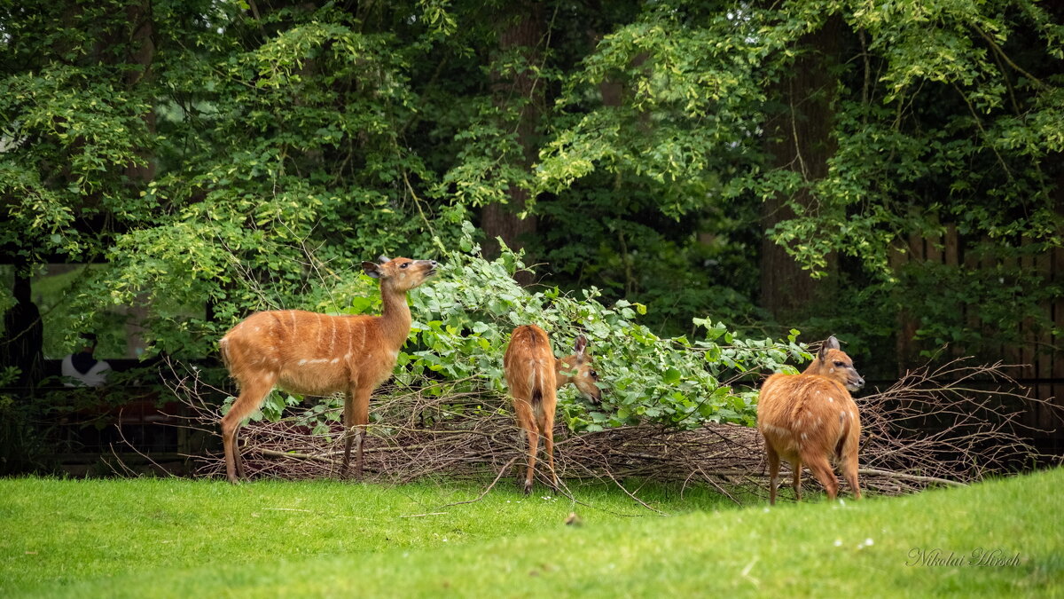 *** - Николай Гирш