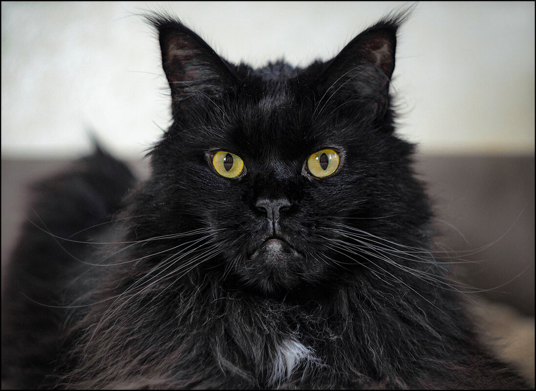 Серьёзный взгляд - Серый 