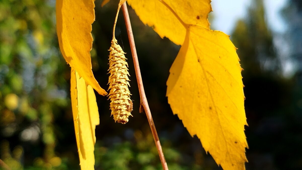 Веточка березы - светлана льдокова