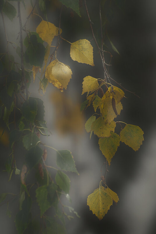 *** - Сергей Сергеев