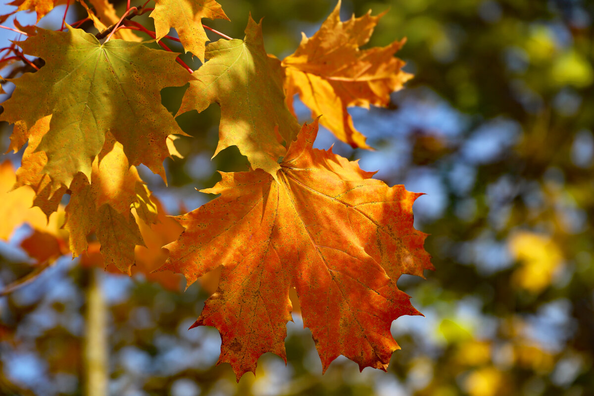 Сентябрь - краснов юрий 