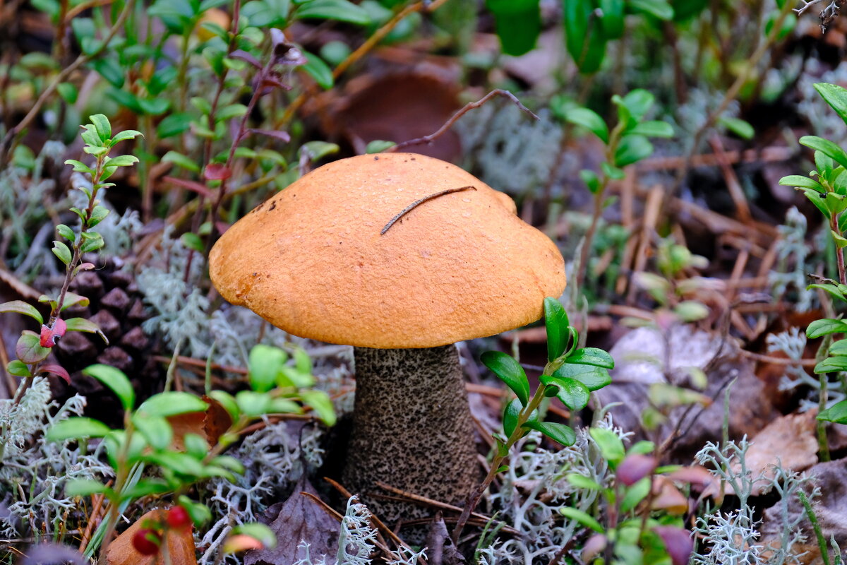 Красноголовый ) - Андрей Зайцев Красноголовый ) - Андрей Зайцев