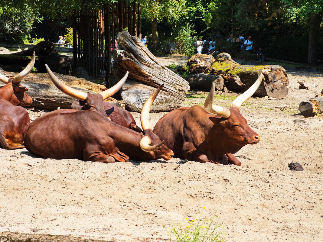 *** - Witalij Löwin