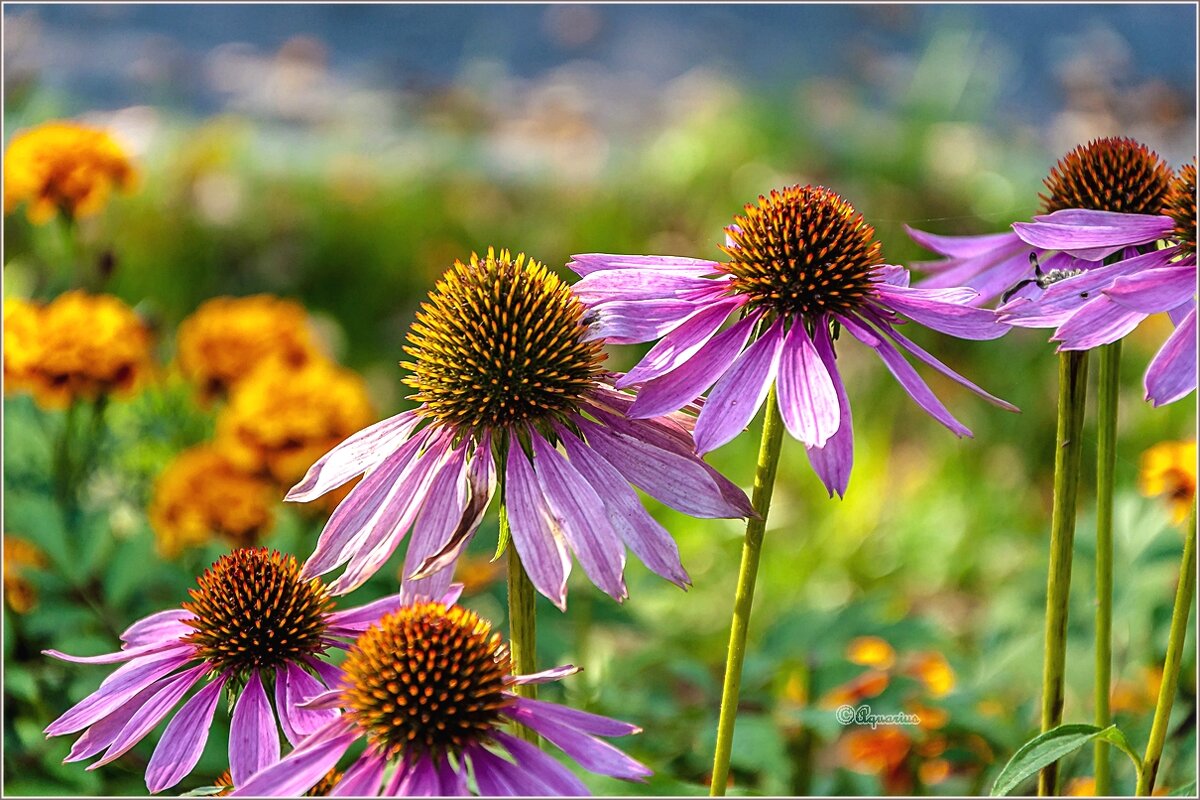 Осень в парке - Aquarius - Сергей