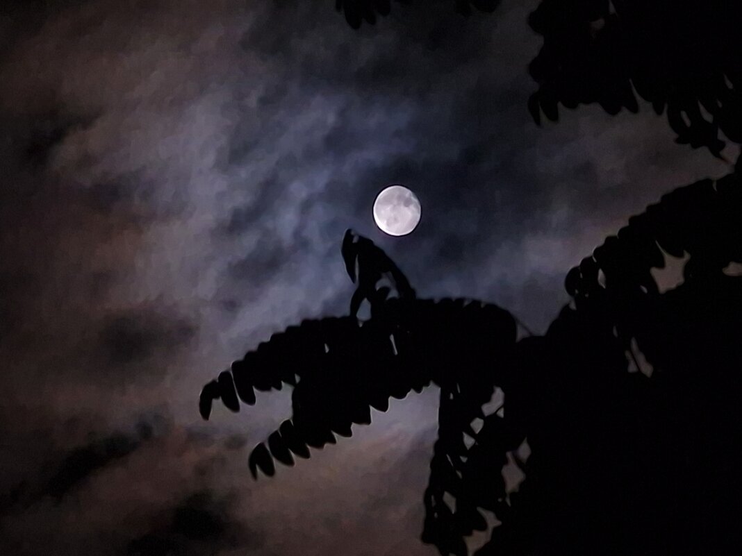 Полнолуние - Мария Яковлева