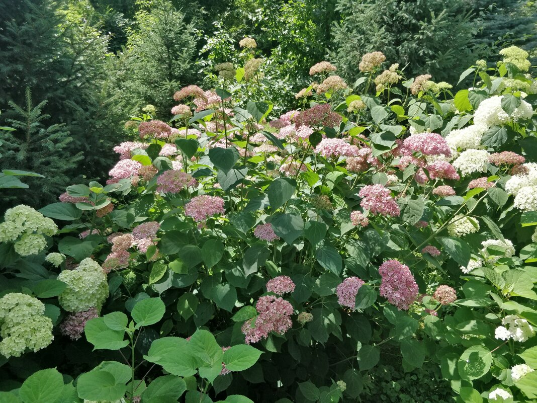 Цветы Усть Каменогорска. - Андрей Хлопонин Цветы Усть Каменогорска. - Андрей Хлопонин