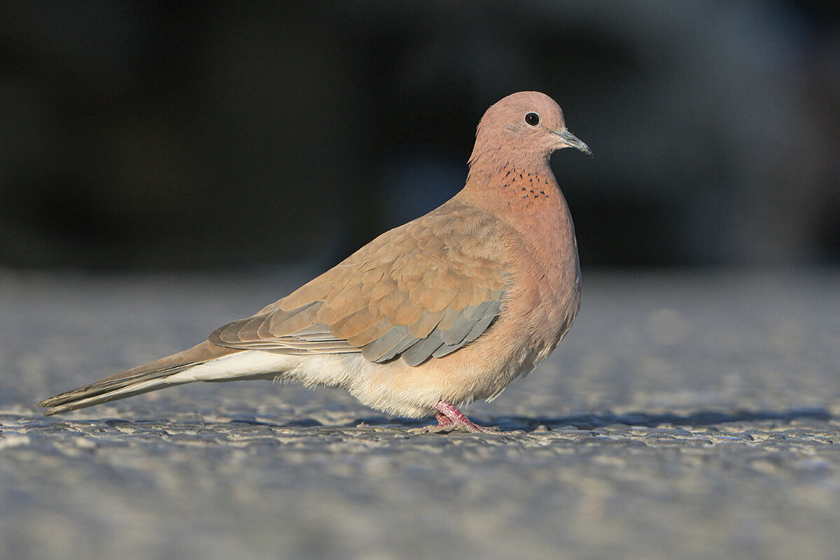 Малая горлица - Maxim Lanin