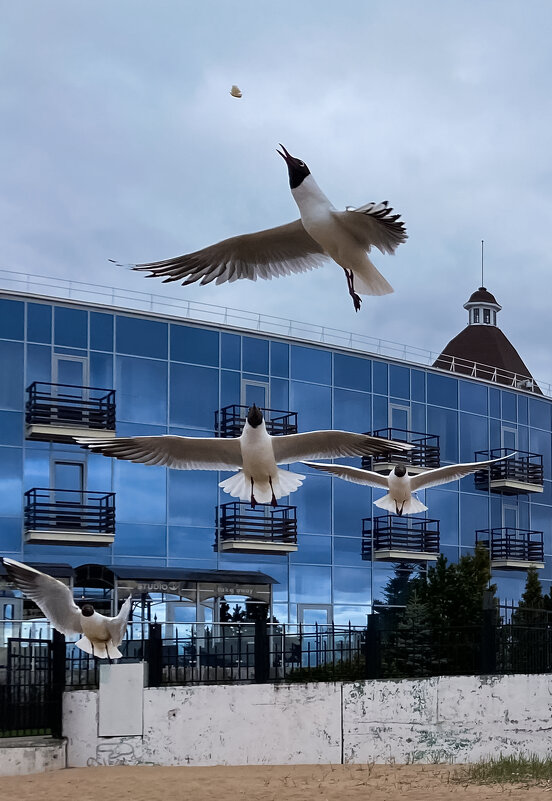 Предвкушение - Владимир 