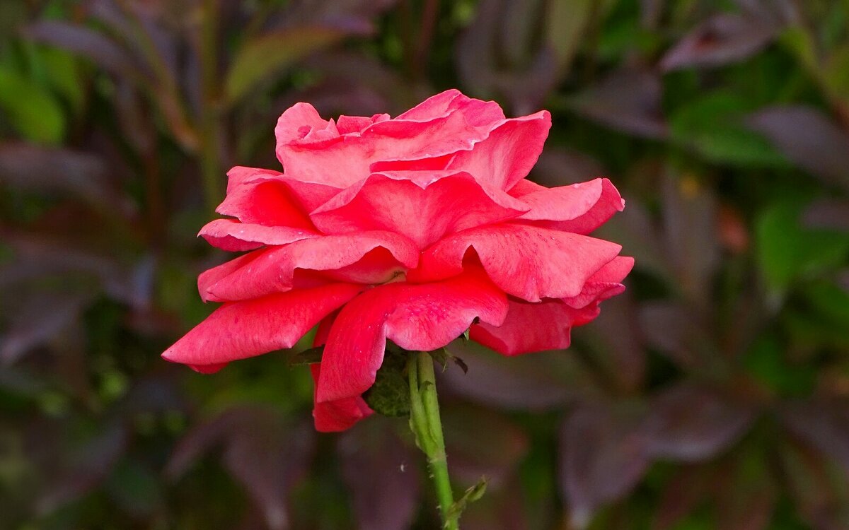 Роза сентября. - Милешкин Владимир Алексеевич 